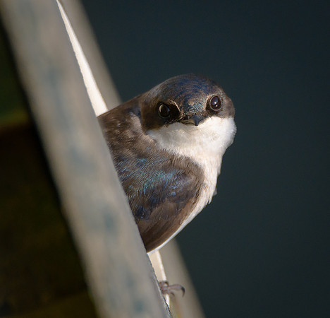 Tree Swallow