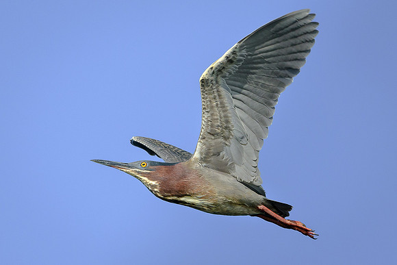 Green Heron