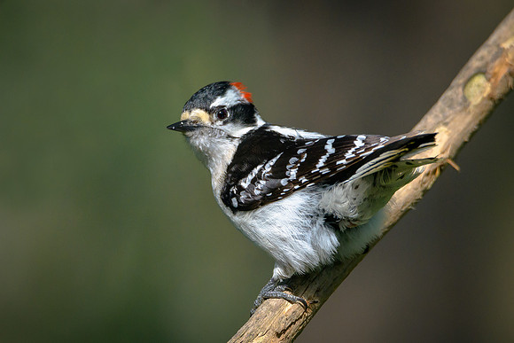 Downy Woodpecker