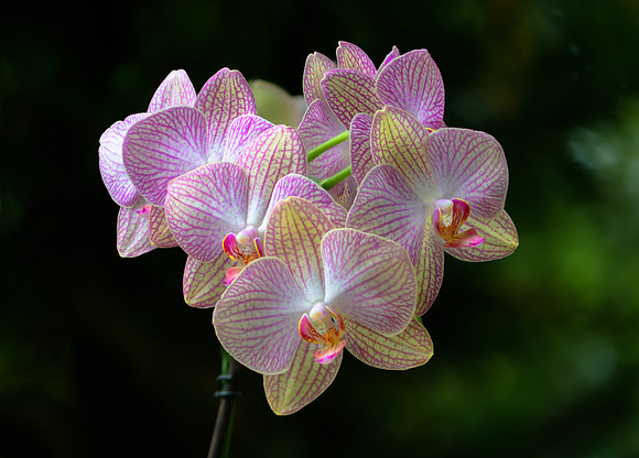 Orchid