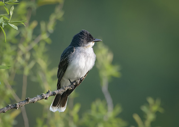 Kingbird