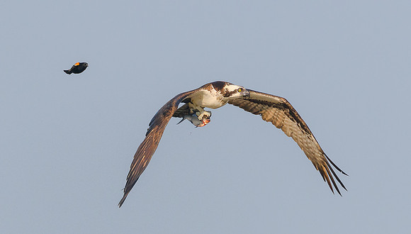 Osprey with fish being chased by Red-winged Blackbird