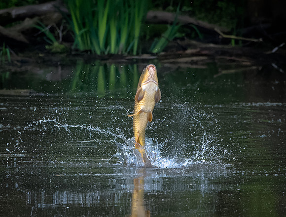 Leaping Carp