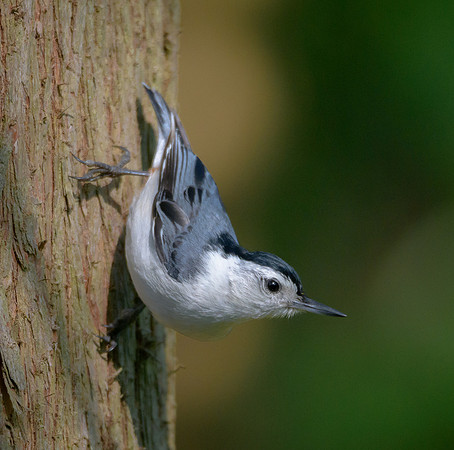 White-breasted Nuthatch