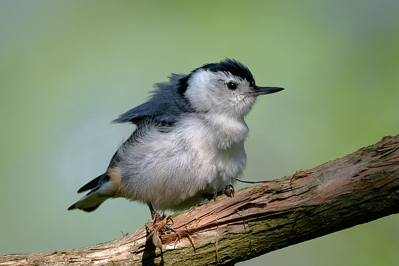 White-breasted Nuthatch