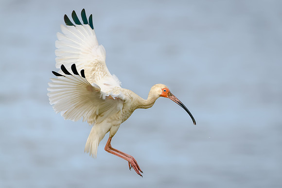 White Ibis