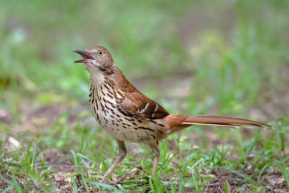 Brown Thrasher