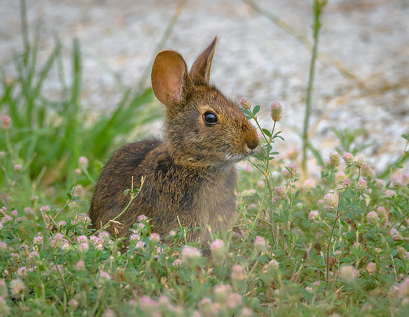 Marsh Rabbit
