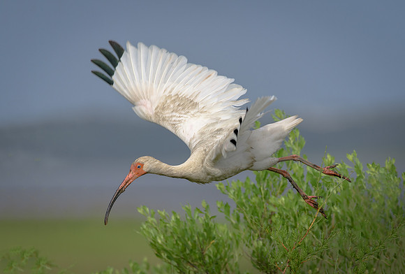 White Ibis