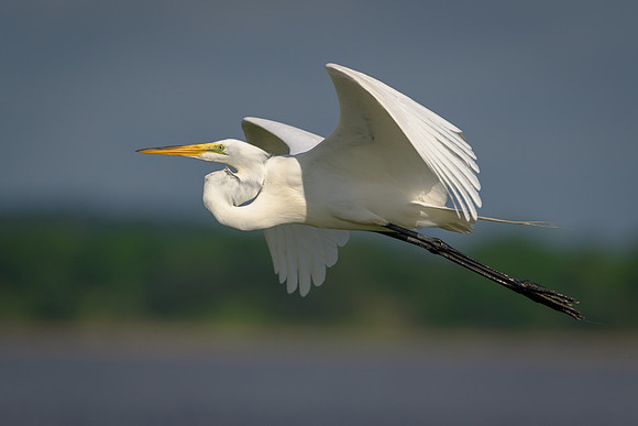 Great Egret