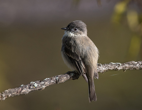 Eastern Phoebe