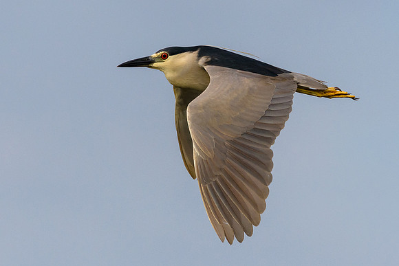 Black-crowned Night-Heron