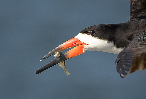 Black Skimmer