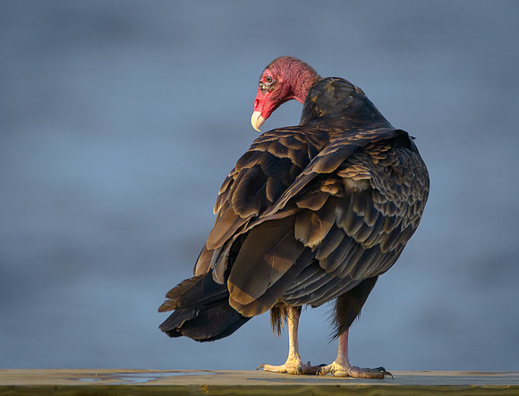 Turkey Vulture