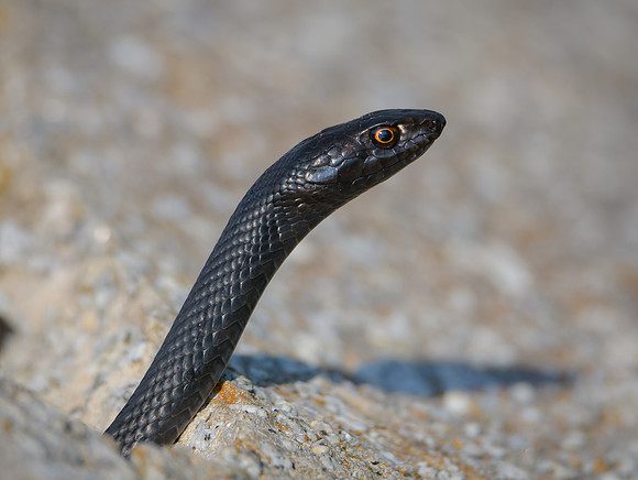 Black Racer