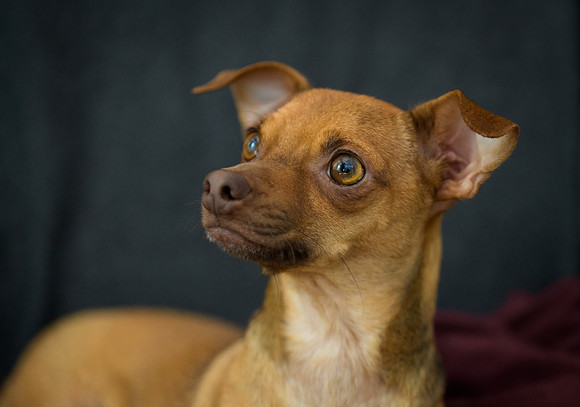 Pepe, our new chihuahua