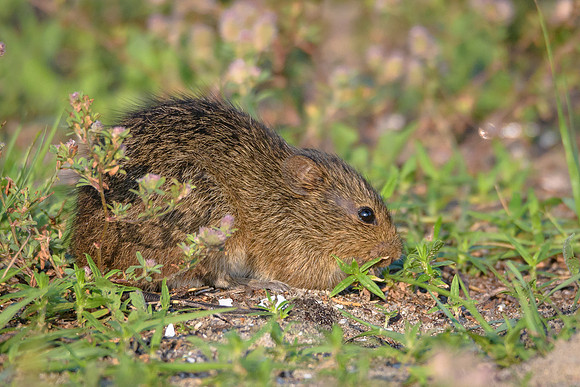Marsh Rice Rat