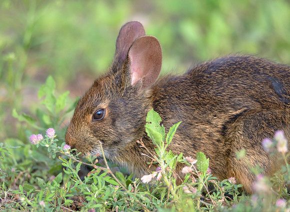 Marsh Rabbit