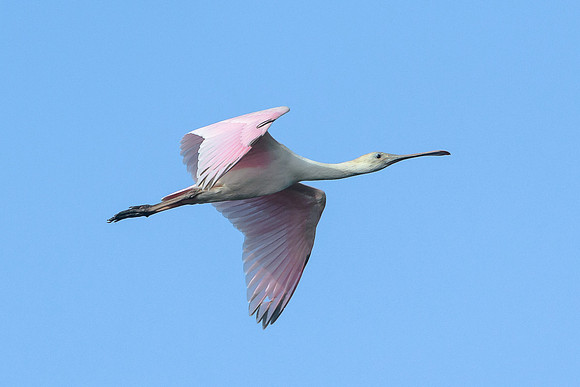Roseate Spoonbill