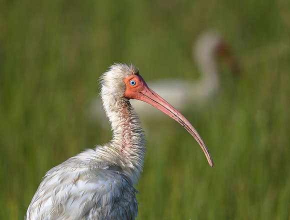 Ibis