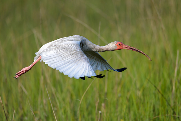 Ibis