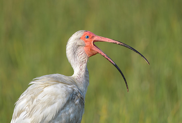 Ibis