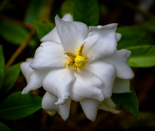 Magnolia