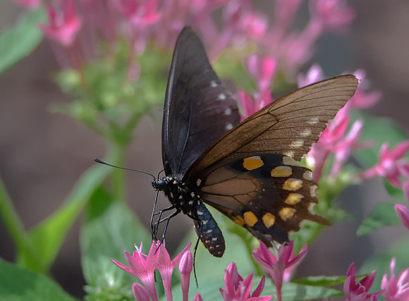Tiger Swallowtail