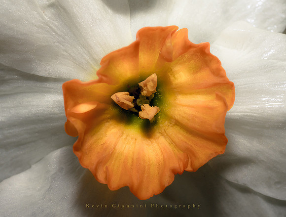 Flower Macro