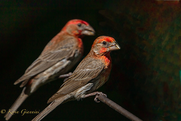 House Finches