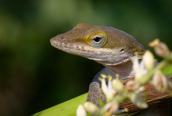 Anole