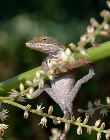 Anole