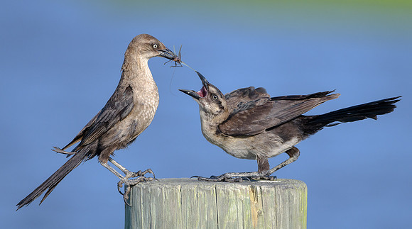 Youngster being fed