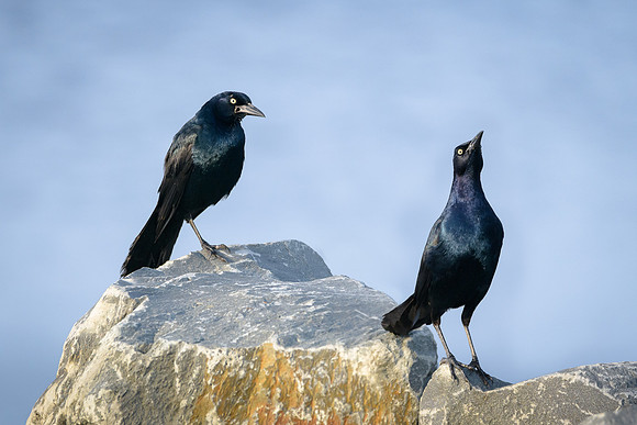 Grackle conference