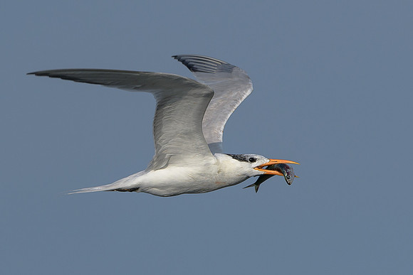Royal Tern wth fish