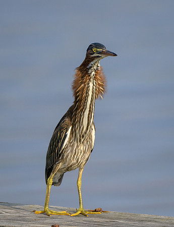 Green Heron