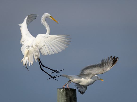 Great White and Herring Gull