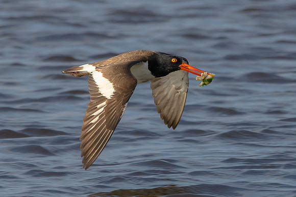 Oyster Catcher with Oyster