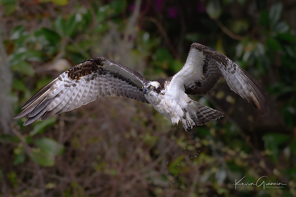 Osprey