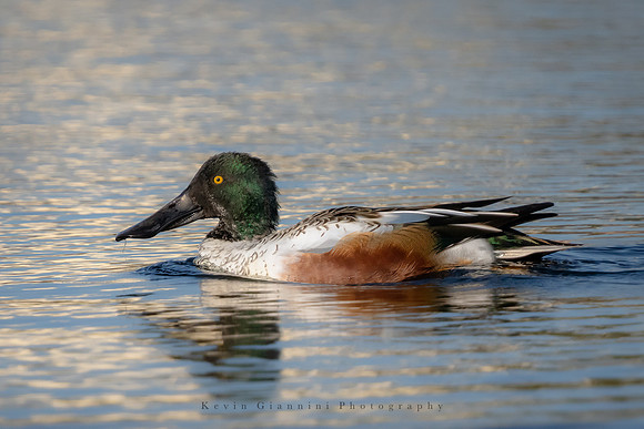 Northern Shoveler