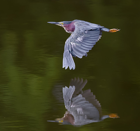 Green Heron