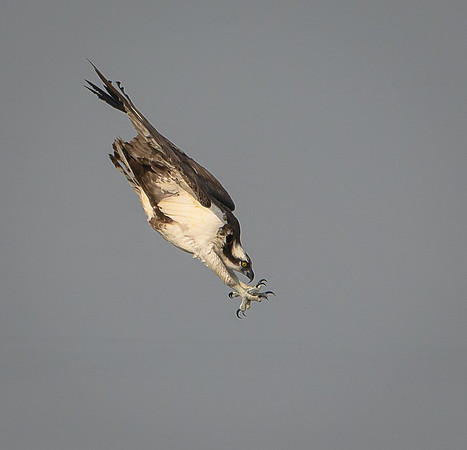 Osprey diving