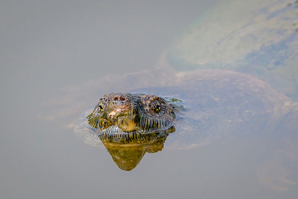Snapping Turtle
