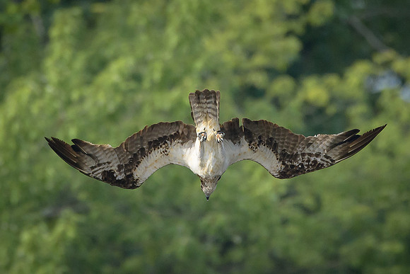 Osprey Diving