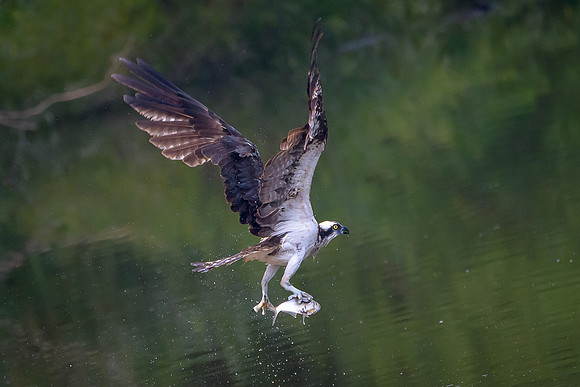 Osprey with catch