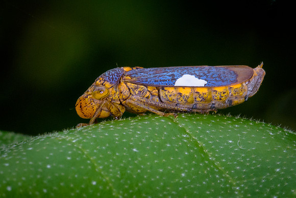 Leafhopper "Sharpshooter"