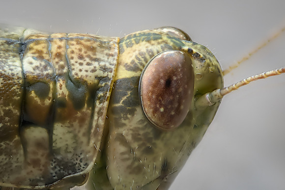 Grasshopper