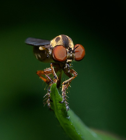 Assassin Fly