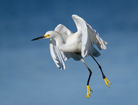 Snowy Egret