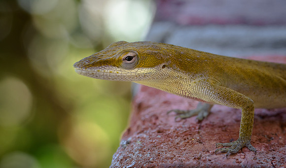Anole